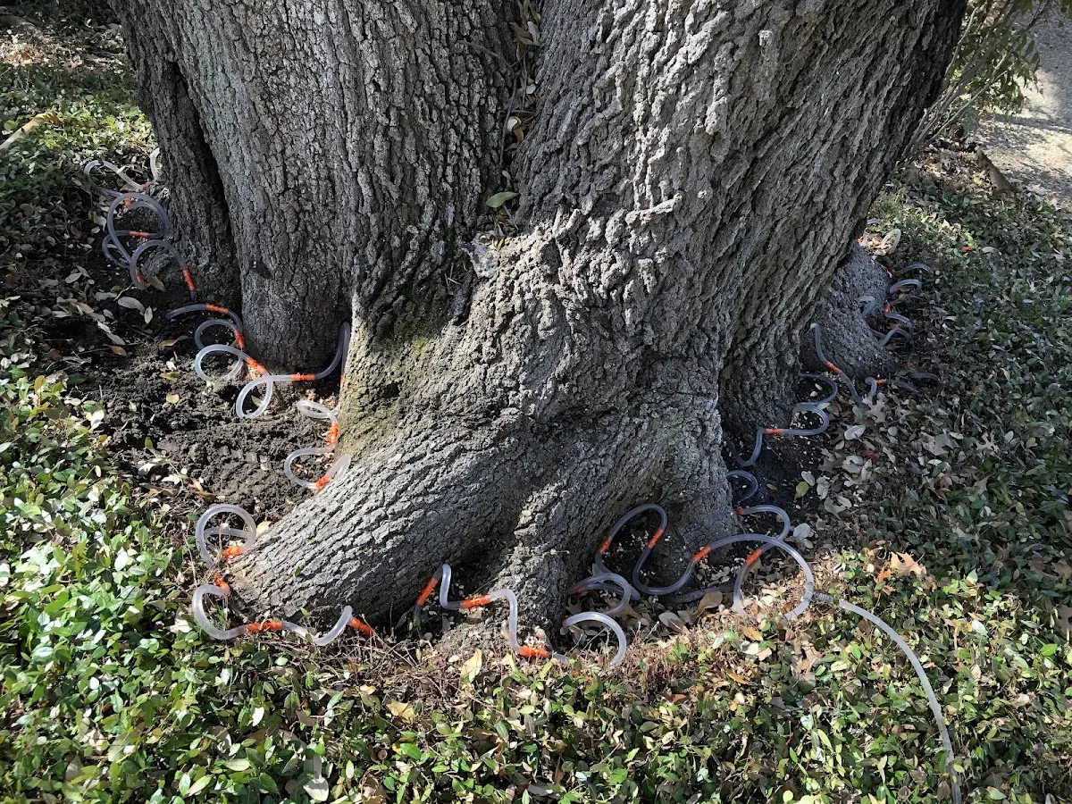 Detailed Tree Cabling and Bracing job site in Platteville