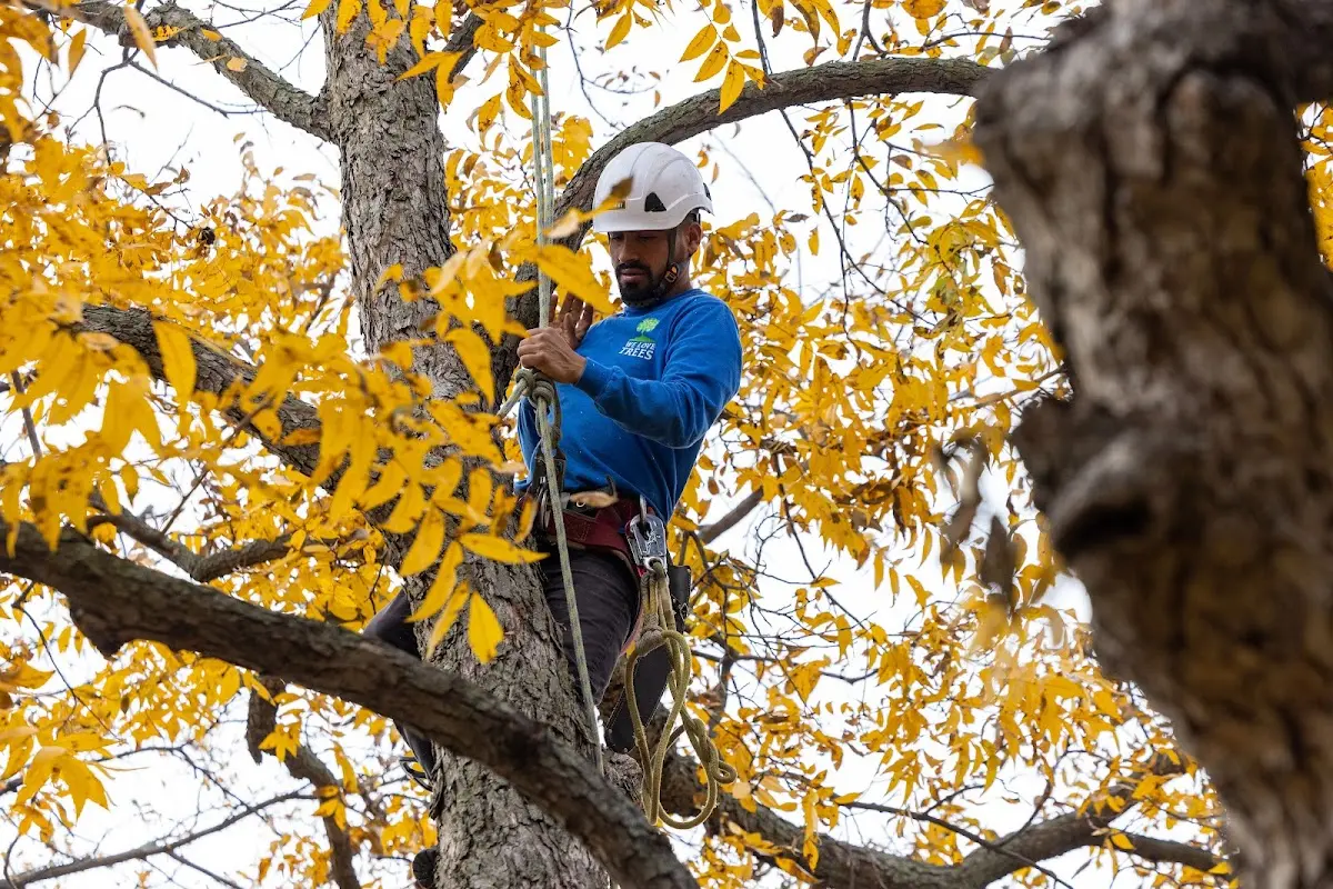 Skilled Tree Transplanting crew working in Platteville