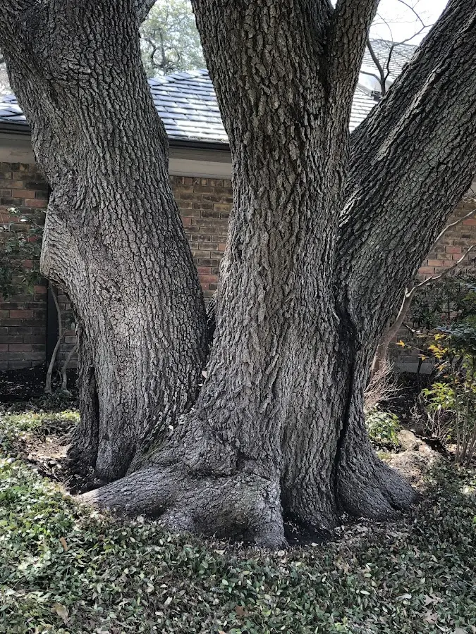Mature heritage tree close to a Platteville property cared for by certified arborists